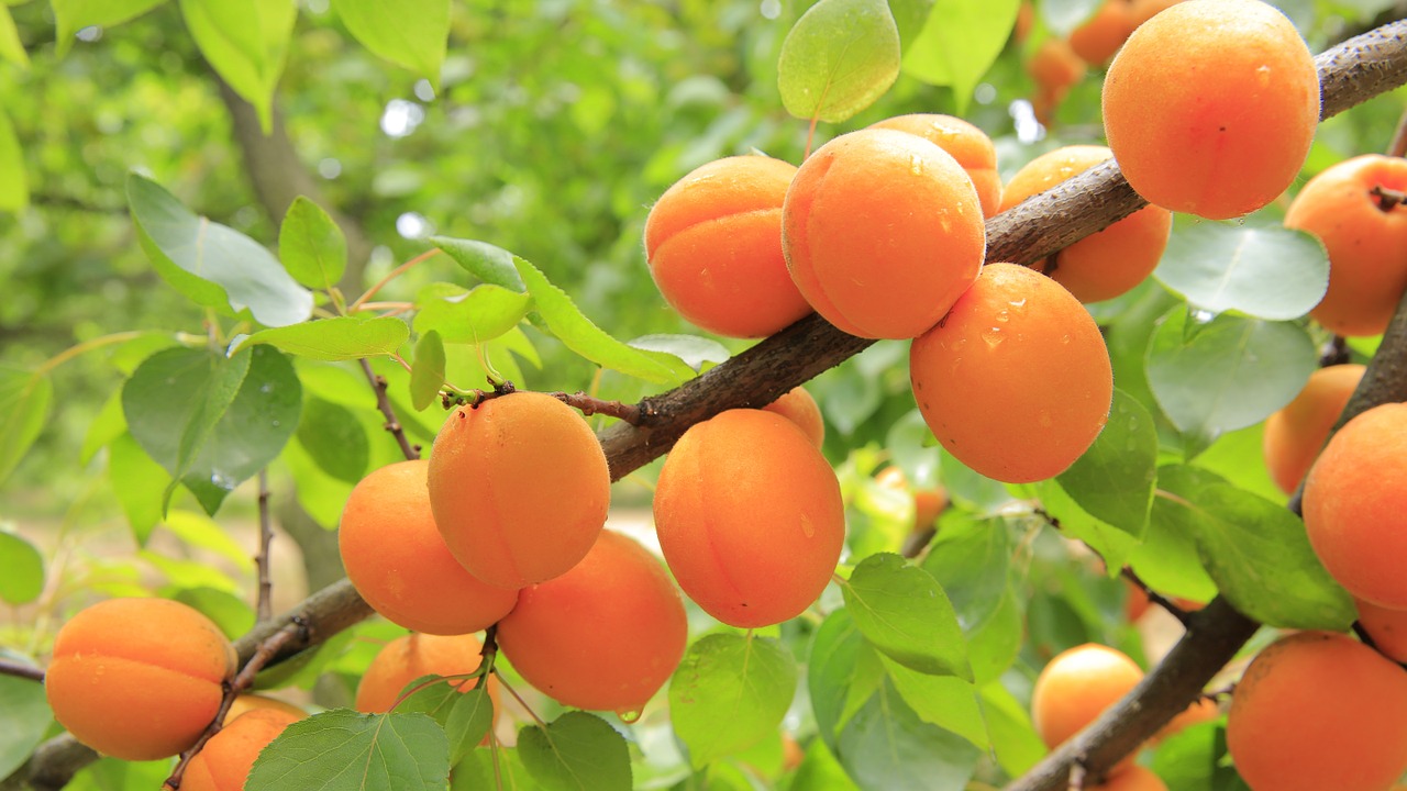 apricot trees