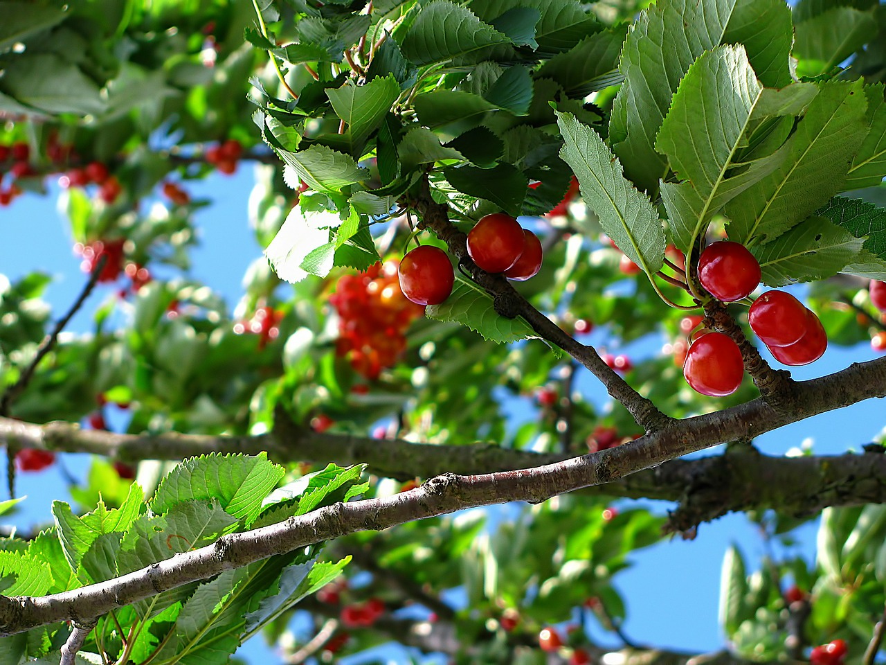 cherry trees