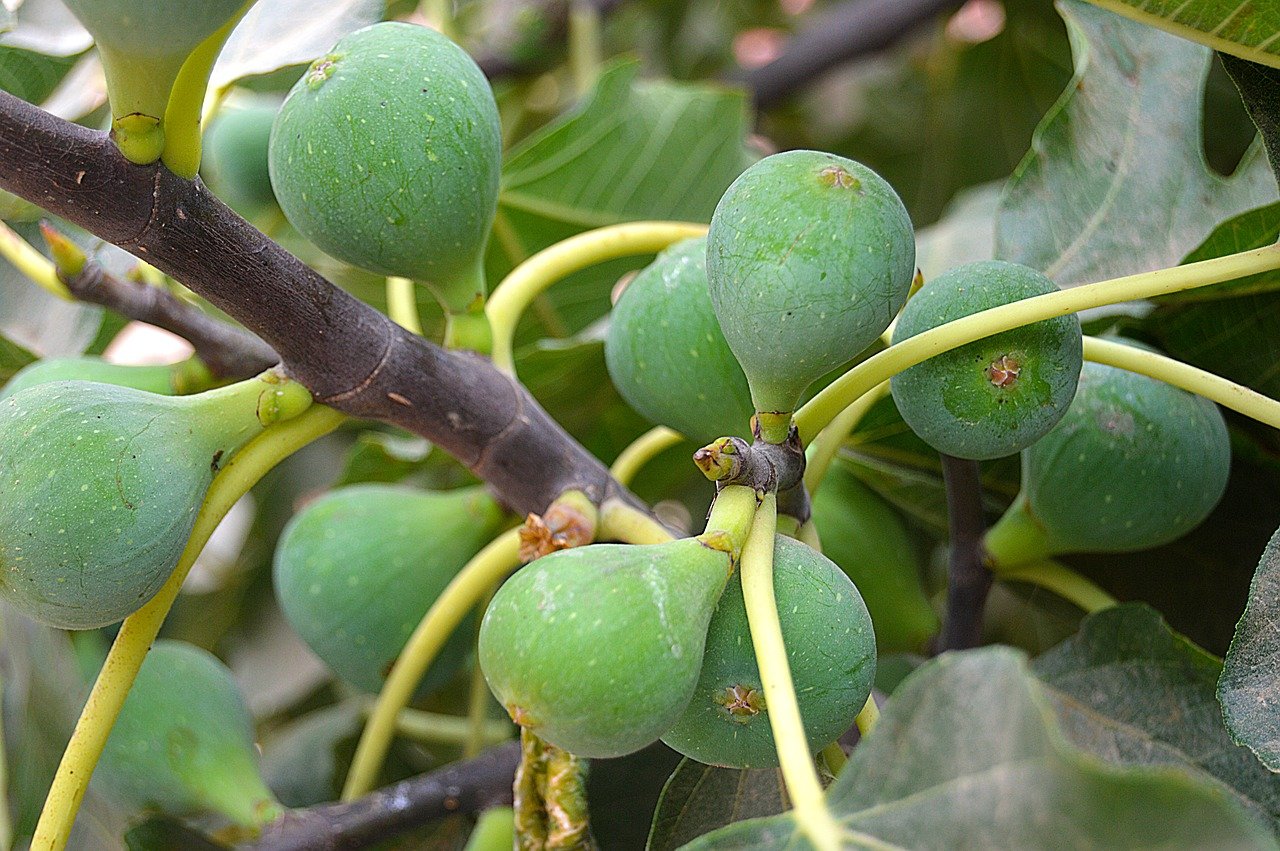 fig trees