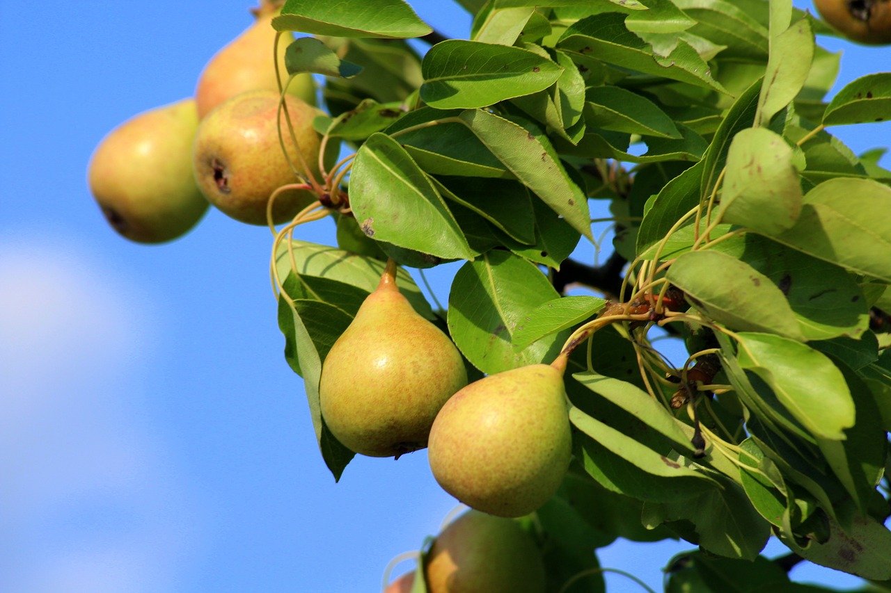 pear trees