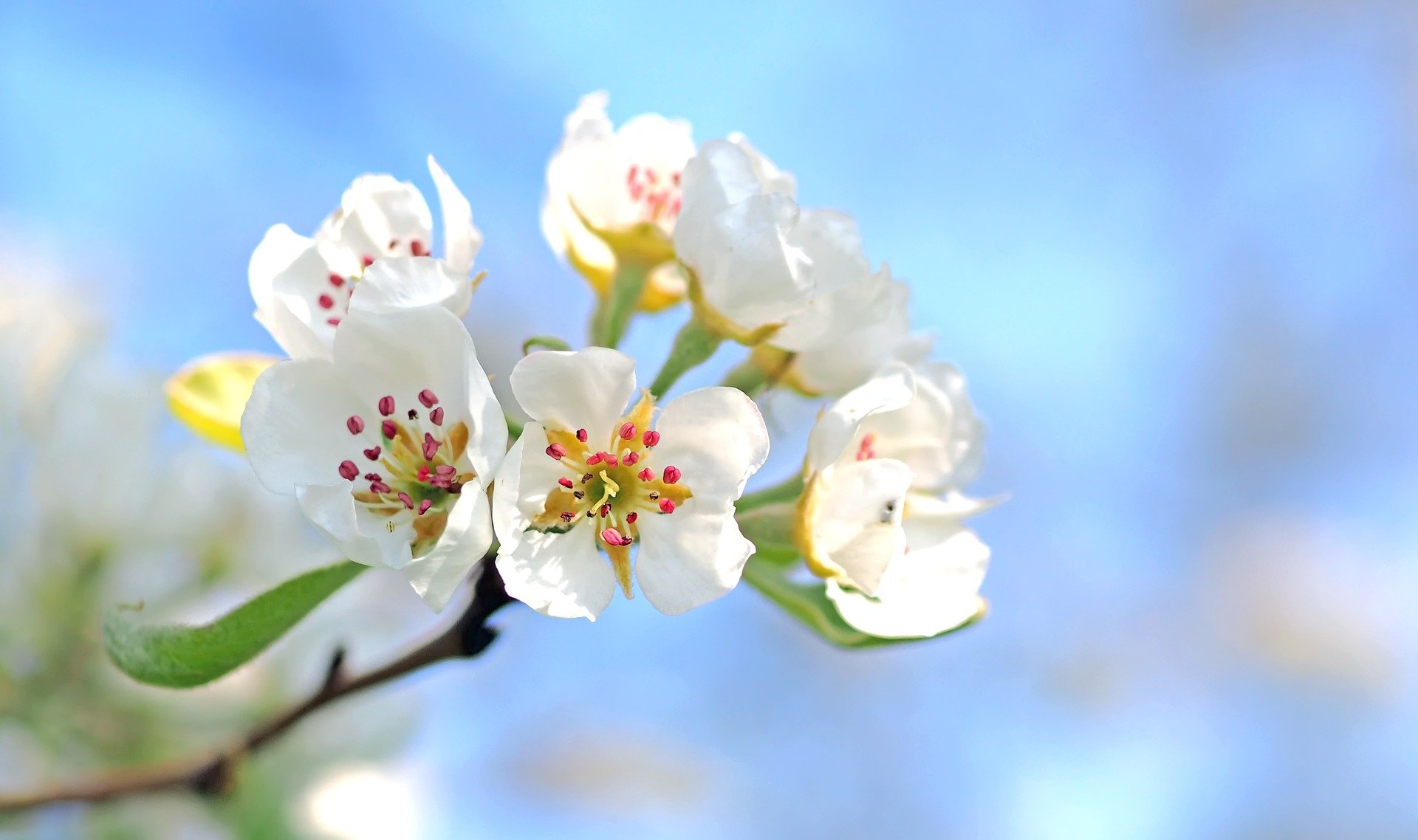 apple blossom