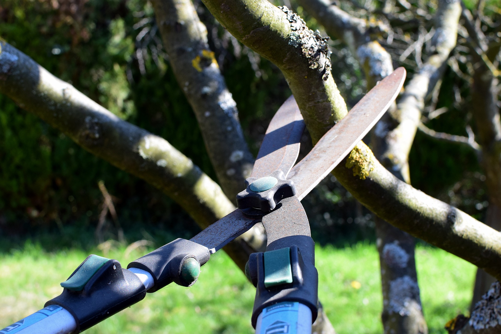 prune apple scissors