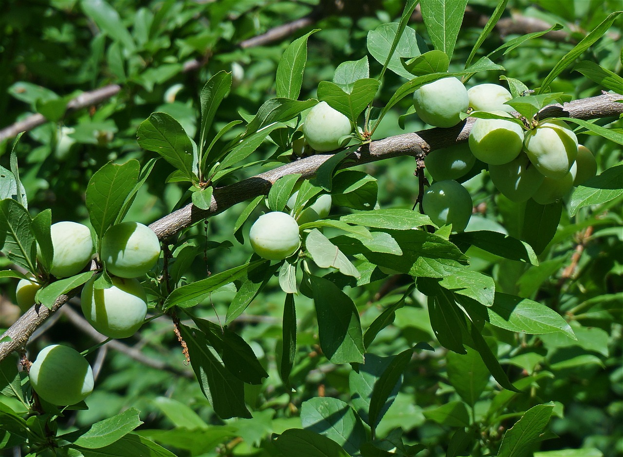 buying victoria plum trees for planting