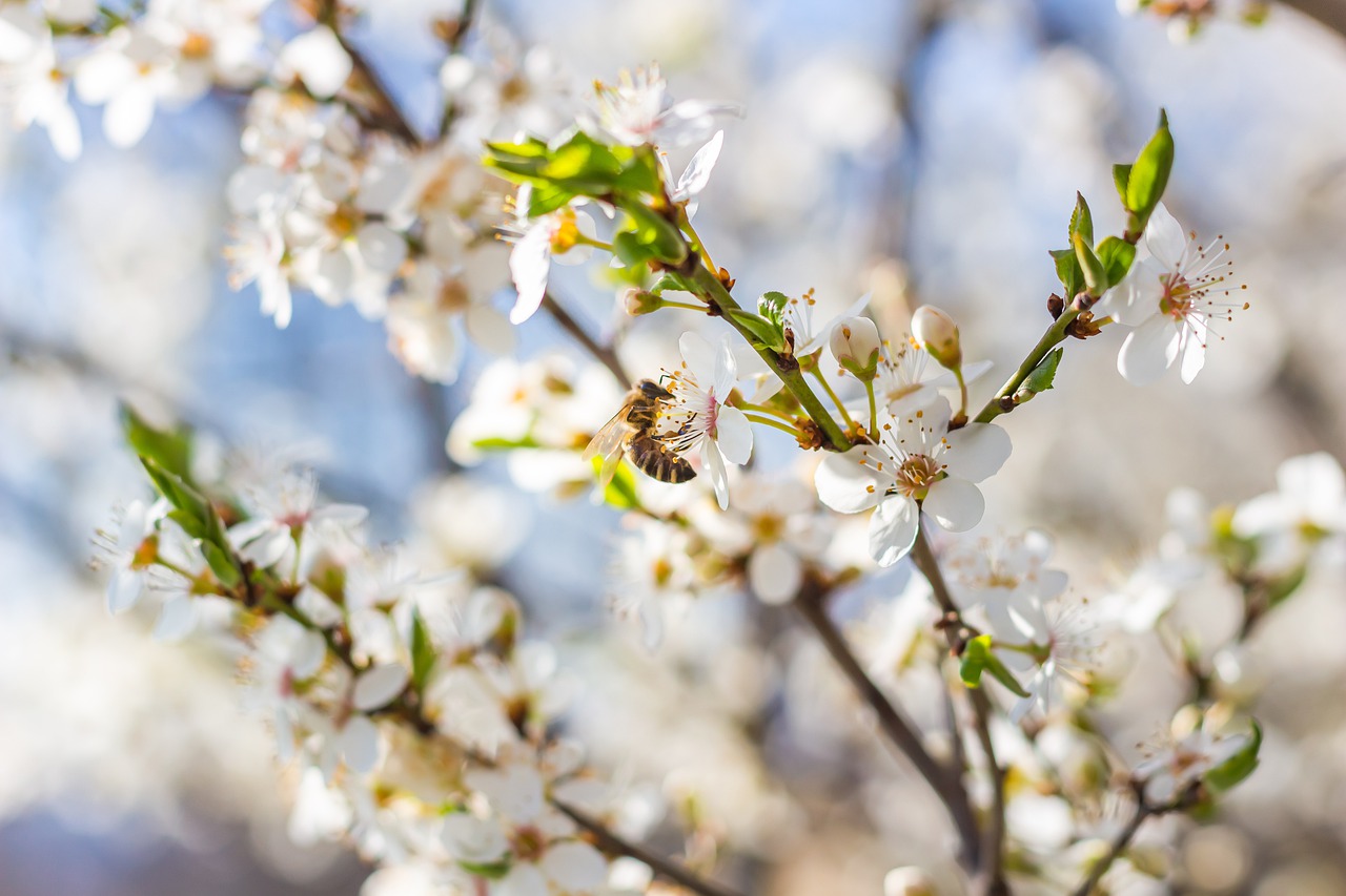 essential tips for growing your victoria plum trees