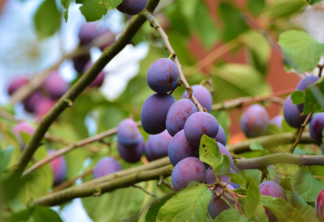 how weather conditions and locations affect plum tree growth