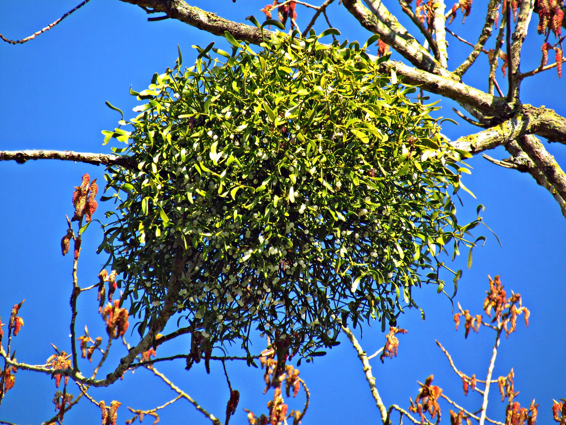 mistletoe g9185d8167_1920