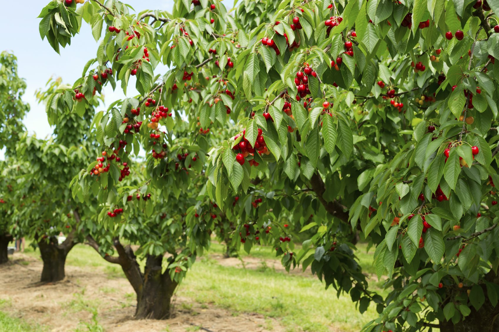 cherry trees