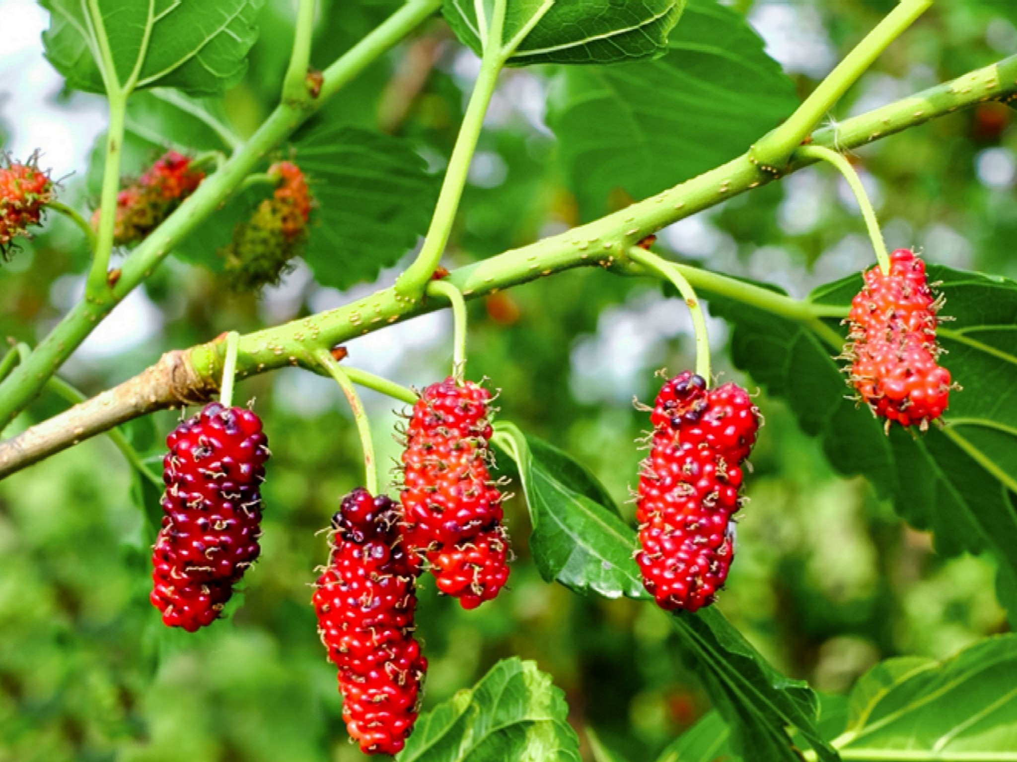 growing red mulberry trees 5101681 hero 1ef605960ecc483e949f3b81a6d5a0c2