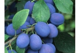 how to grow damson trees 1563904482