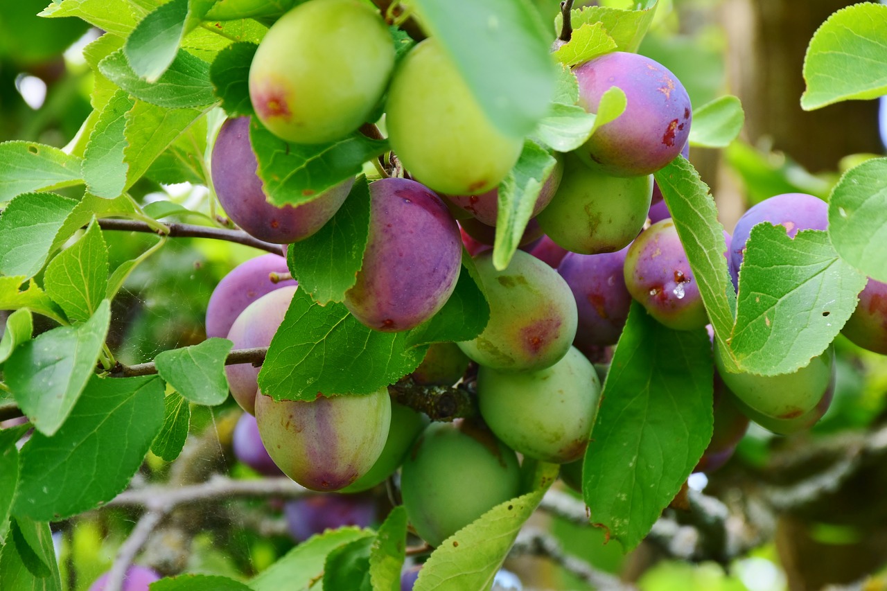 how to plant and grow a victoria plum tree