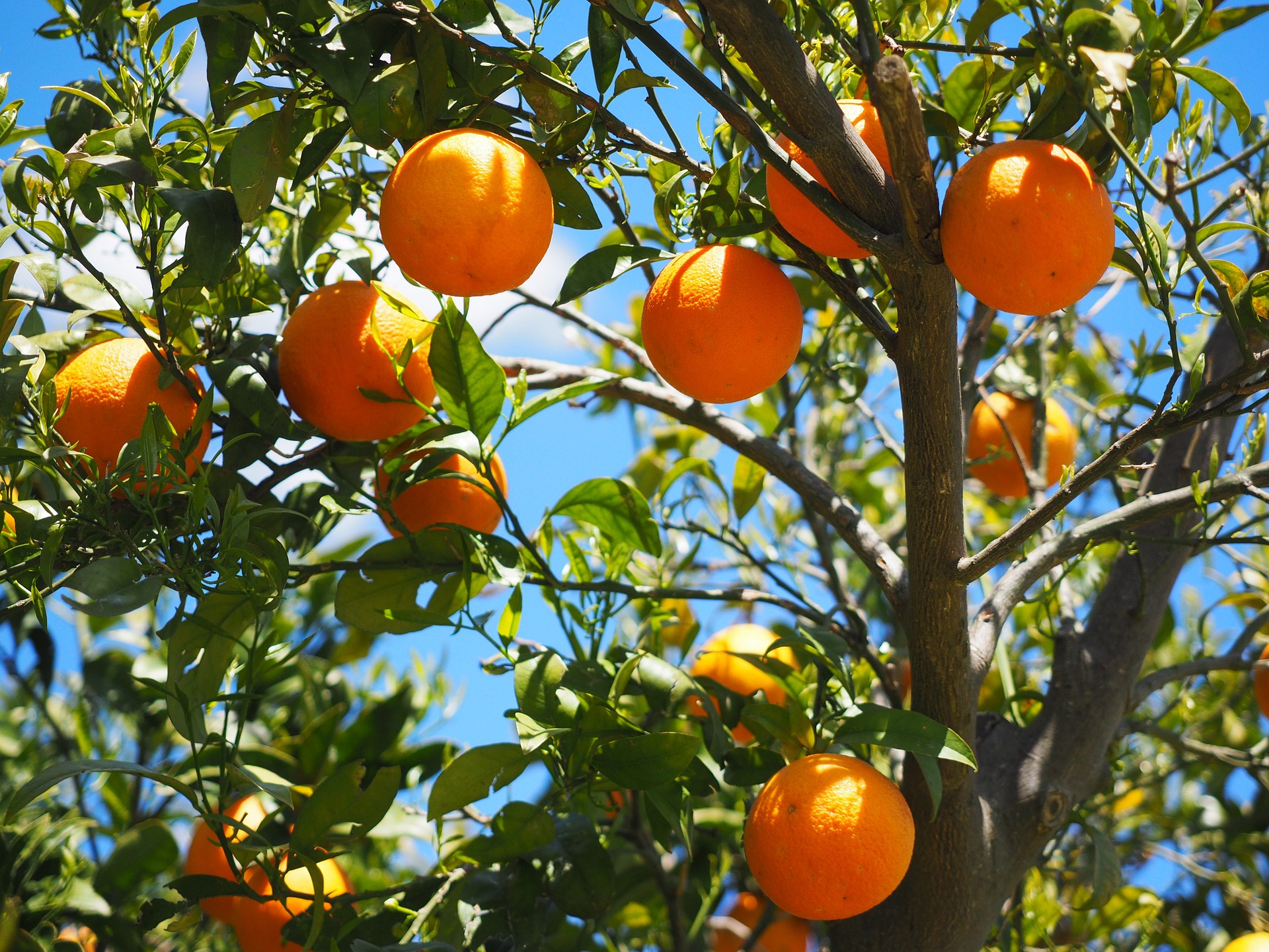 oranges g6e482fa51_1920