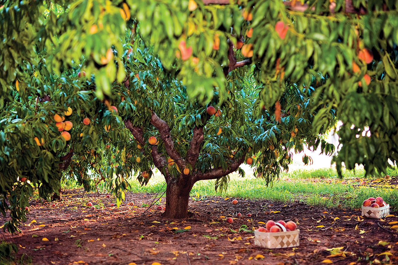 peach tree at jaemor farm 1495643416