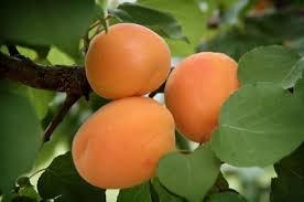 Goldcott fan apricot tree
