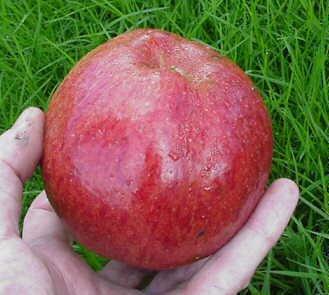 Hereford Beefing Apple