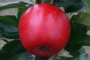 Katy cordon apple