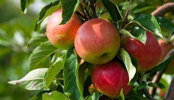 Growing Cordon Apple Trees