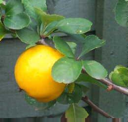 Lemon Pippin apple tree