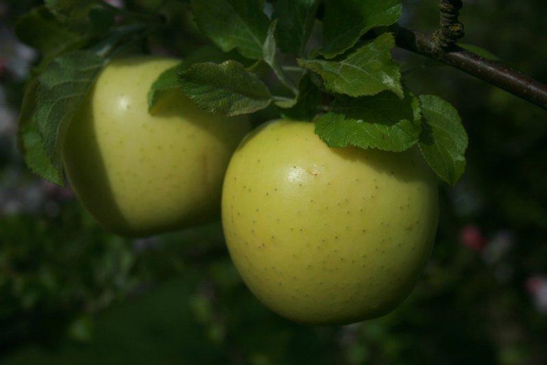 Limelight cordon apple tree