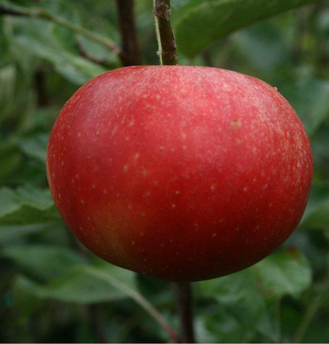 Lord Lambourne apple tree