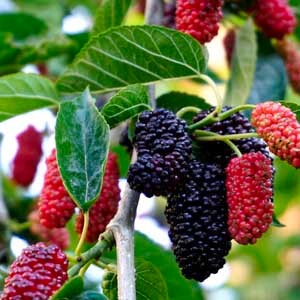 Black Mulberry tree