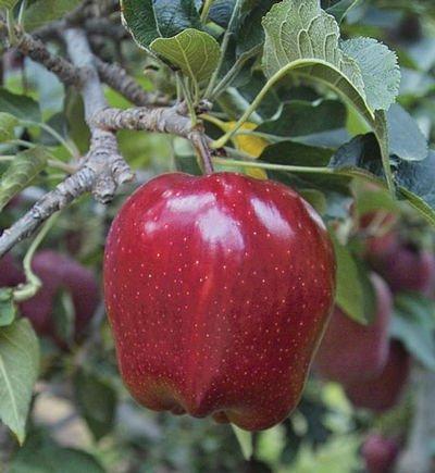 Red Delicious apple trees