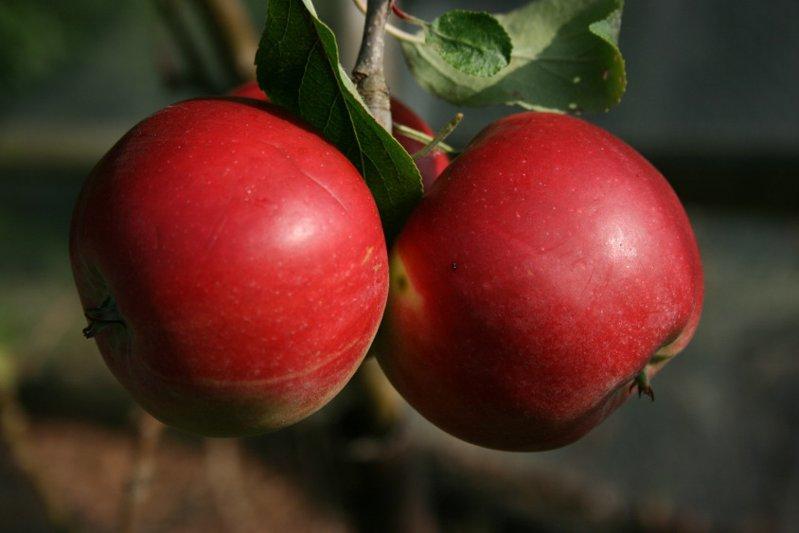 Red Devil cordon apple tree