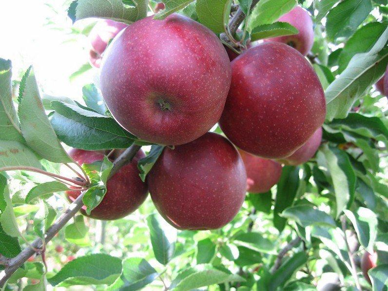 Red Jonaprince apple trees