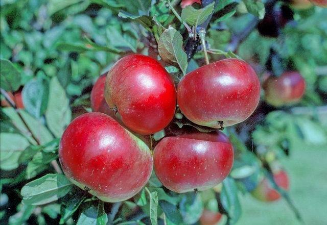 Redsleeves apple tree