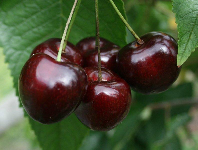 Buy Summer Sun Dwarf Gisele Cherry Online Crj Fruit Trees Nursery Uk 