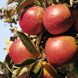 Laxtons Epicure apple tree