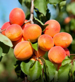 Apricot Isabelle dwarf