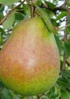 Beurre Hardy pear tree