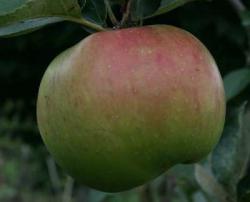 Bramleys Seedling fan espalier