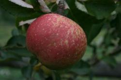 Christmas Pearmain espalier-fan