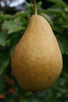 Concorde Pear cordon