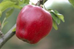 Crimson Queening fan espalier