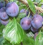 Czar dwarf Pixy plum tree