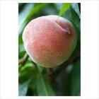 Duke of York Peach tree