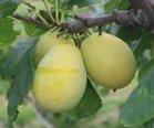 Early Transparent Greengage tree