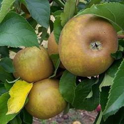 Egremont Russet fan espalier