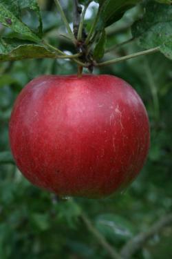 Empire fan espalier tree