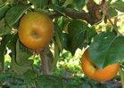 Fall Russet fan espalier