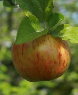 Falstaff fan espalier tree