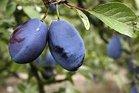 Farleigh Damson trees