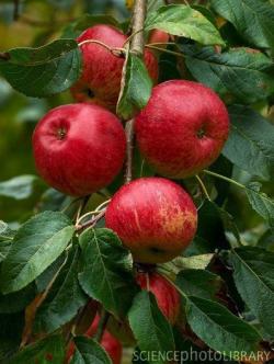 Fortune cordon tree