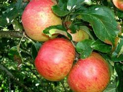 Fortune fan espalier tree