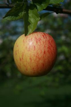 Gala apple tree