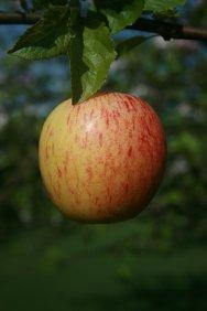 Gala miniature M27 apple