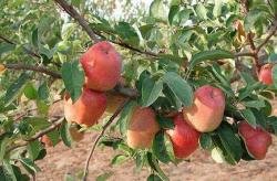 George Cave apple trees