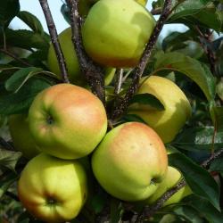 Golden Delicious fan espalier tree